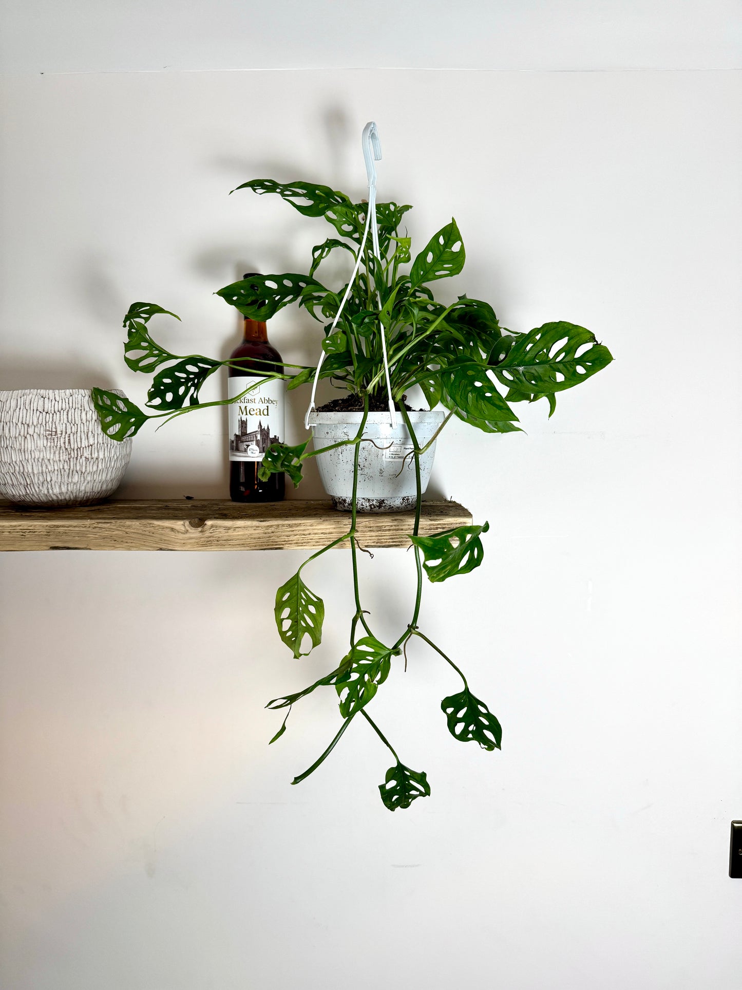 60cm Hanging Monstera Adansonii (Monkey Mask Cheese Plant)