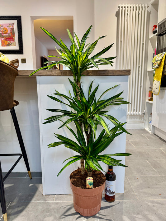 120cm Dracaena Riki (Dragon Tree)