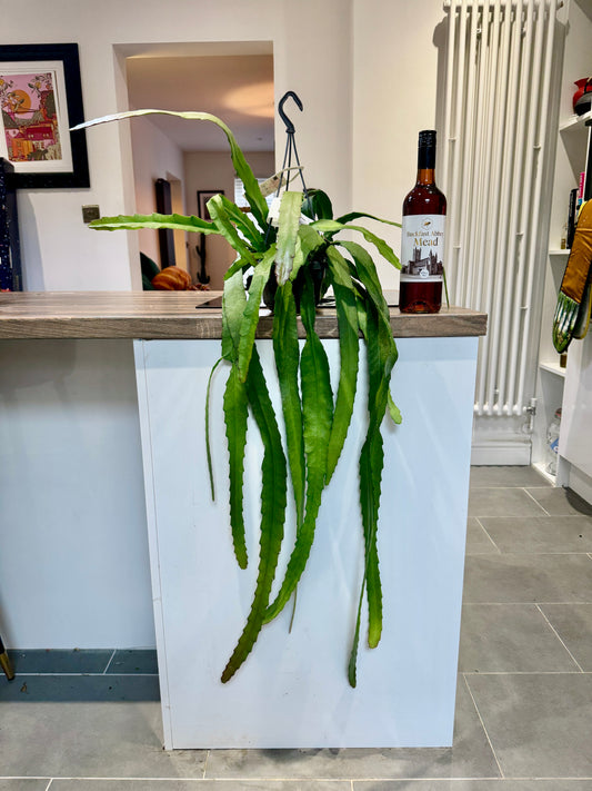 100cm Epiphyllum Ackermanii