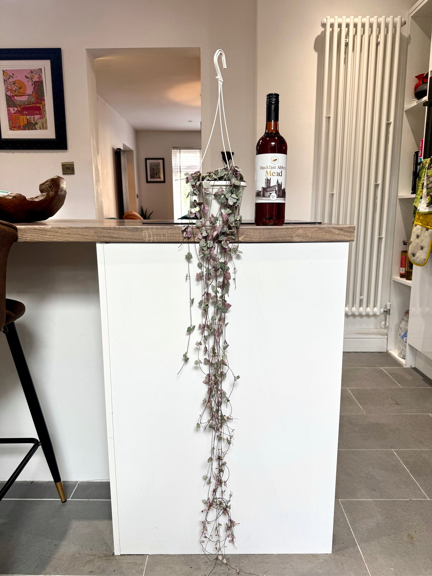 100cm Variegated Hanging String of Hearts (Ceropegia woodii)