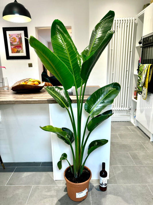 170cm Strelitzia Alba (Bird of Paradise)