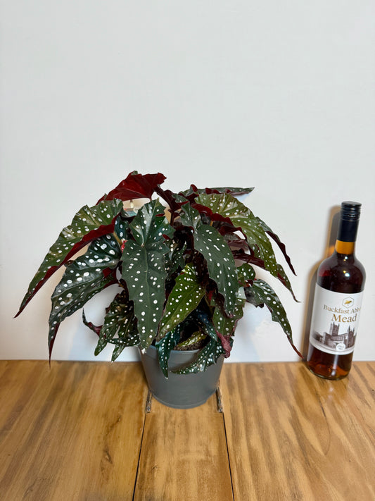 40cm Begonia Maculata Dark Form (Polka Dot Plant)