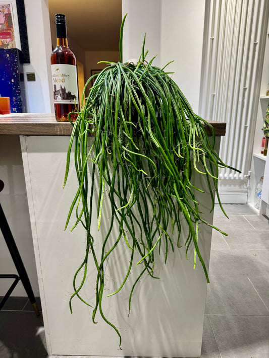 100cm Rhipsalis Wercklei (Moonlight Cactus)