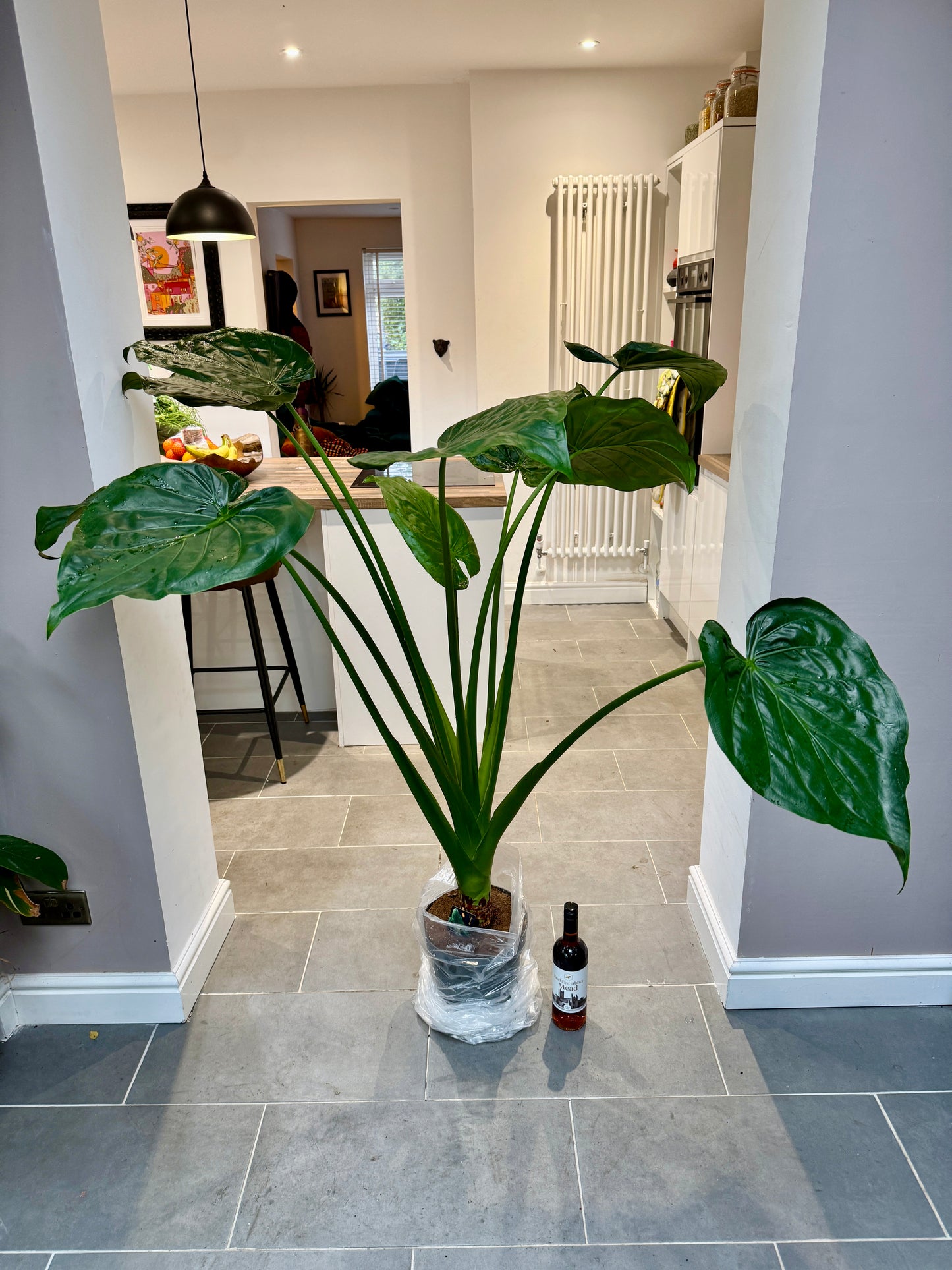 150cm Alocasia Cucullata