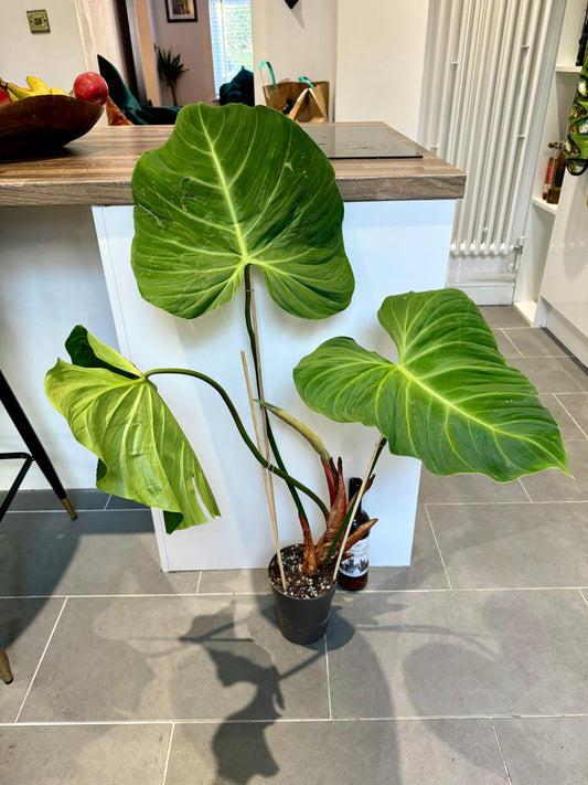 110cm Philodendron Gloriosum