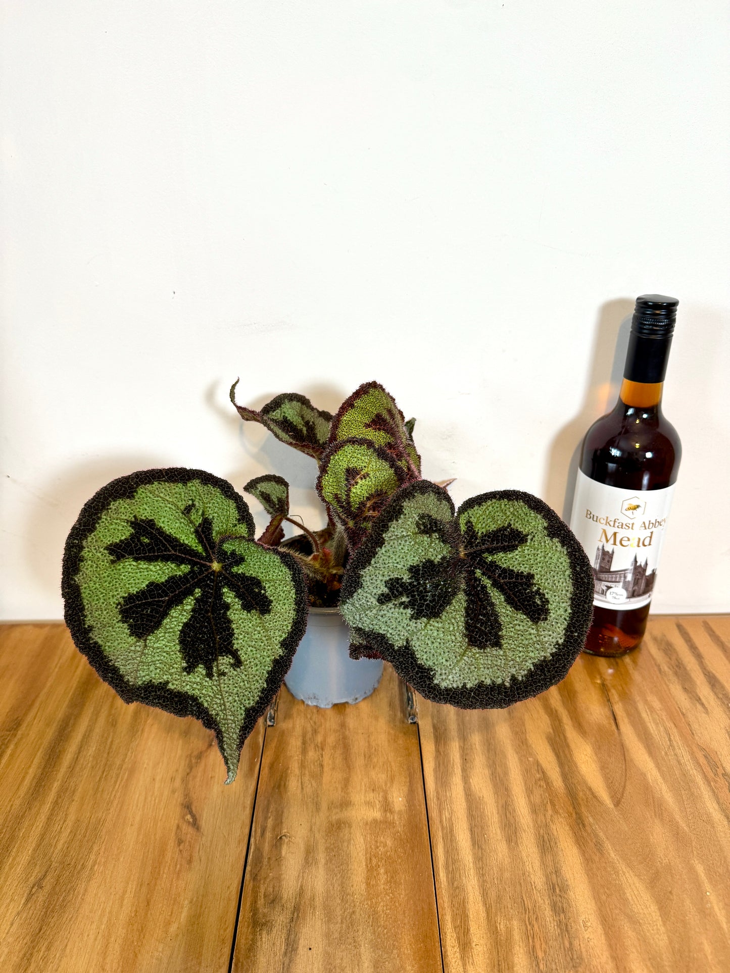 30cm Begonia Masoniana