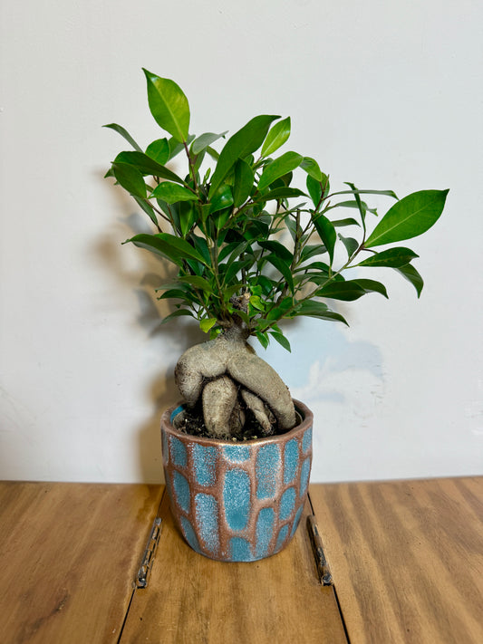 25cm Bonsai Ficus Ginseng in Ceramic Pot