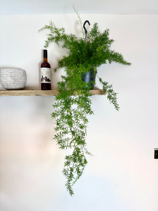 60cm Asparagus Sprengeri (Feather Fern)