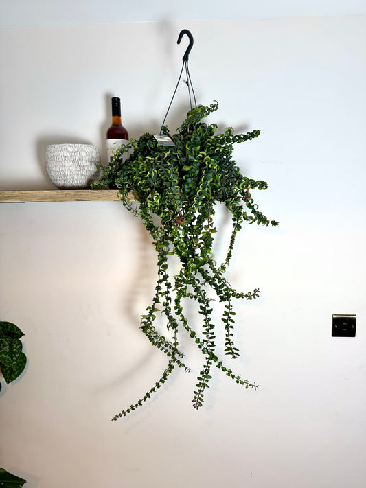 100cm Aeschynanthus Twister (Lipstick Plant)