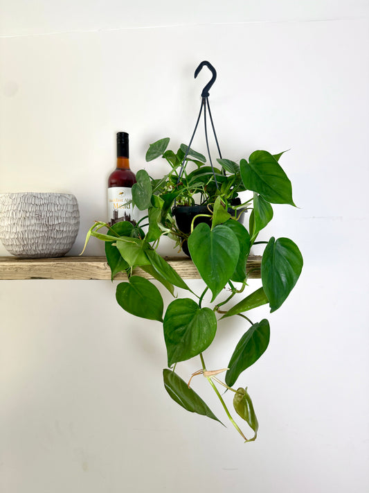 50cm Hanging Philodendron Scandens