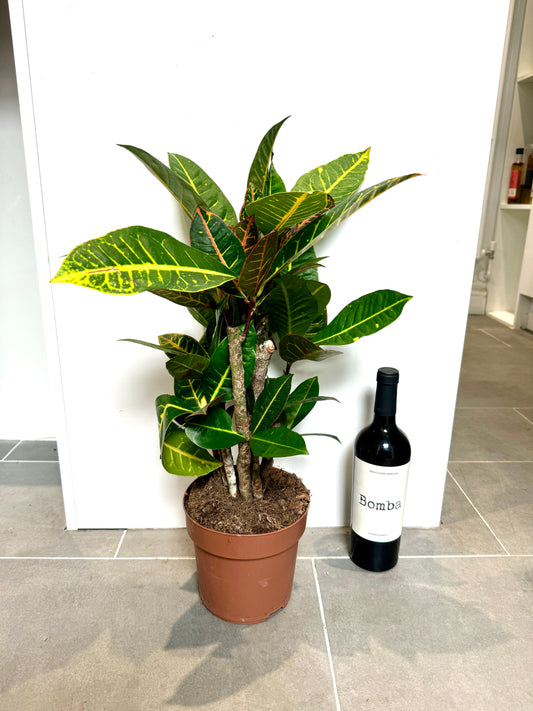 60cm Codiaeum Excellent (Croton Plant)