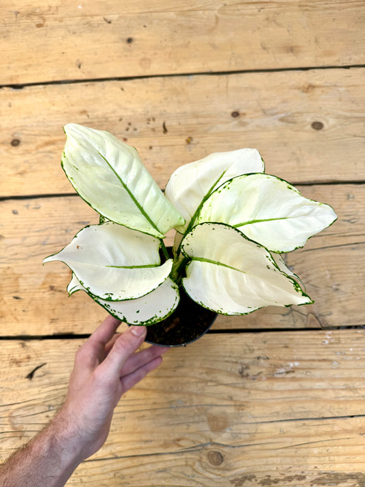 25cm Aglaonema White Joy