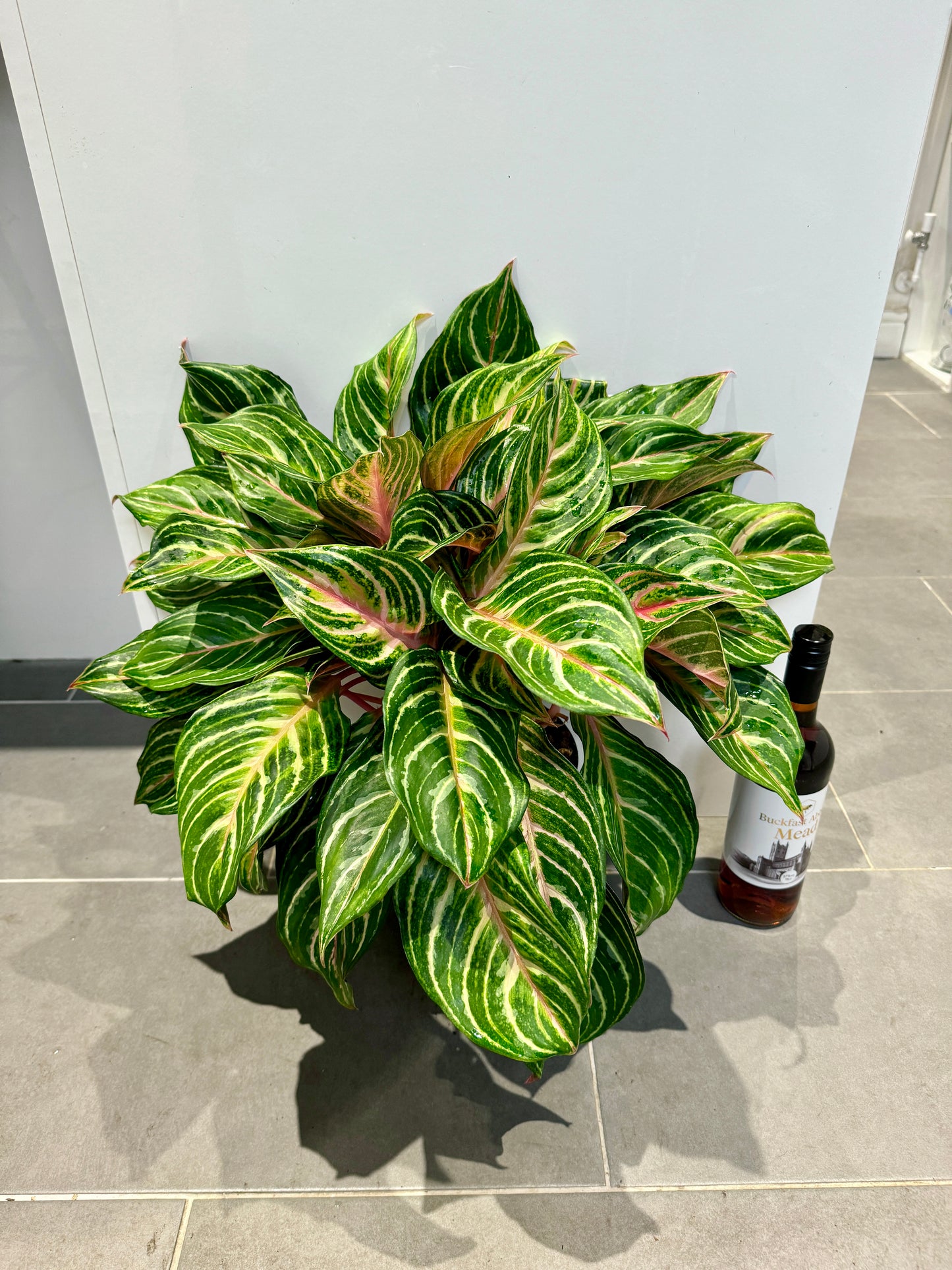 50cm Aglaonema Festival