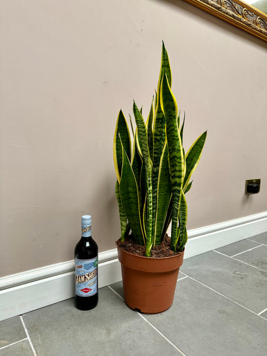 70cm Snake Plant / Mother in Laws Tongue