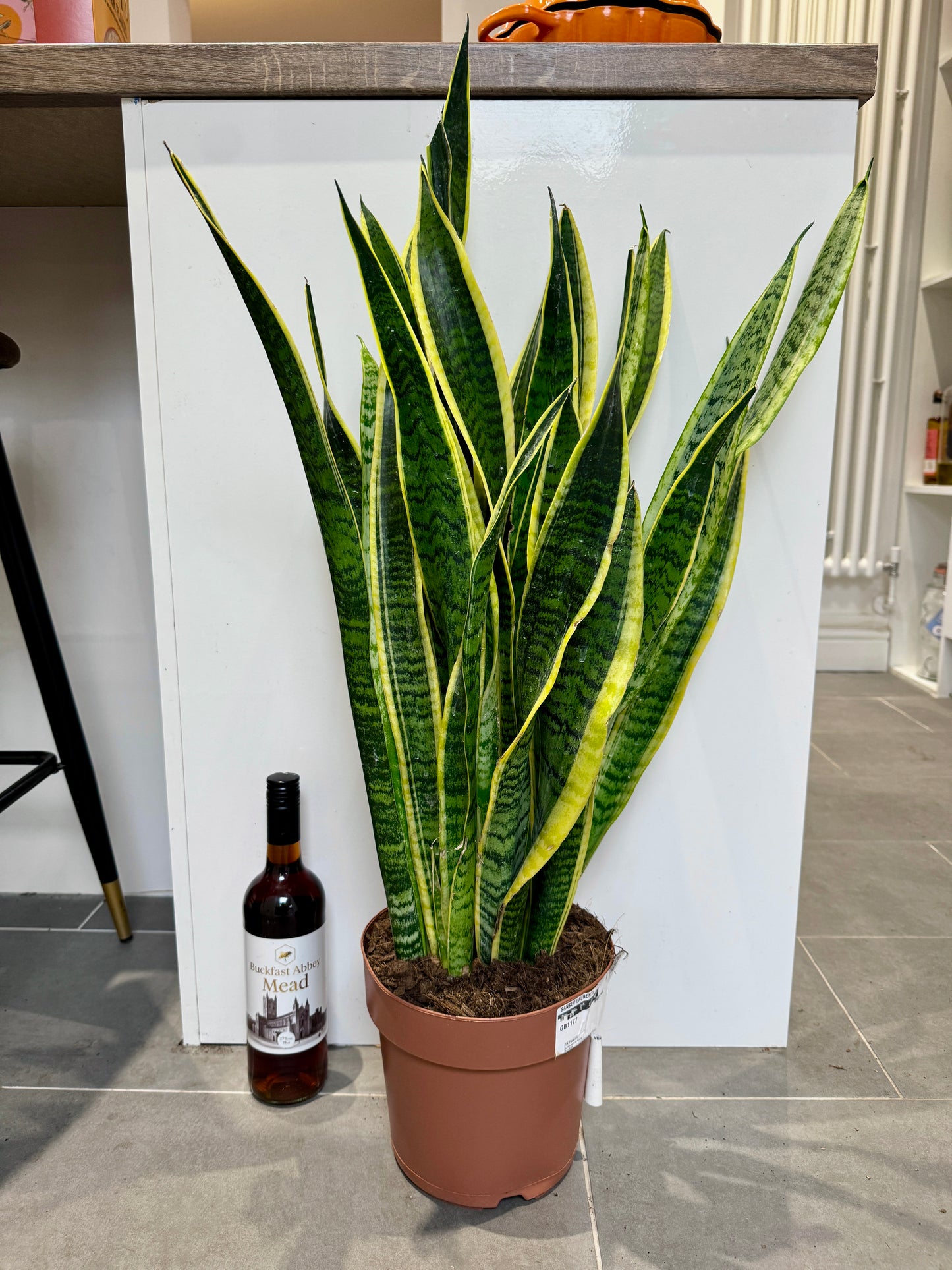 80cm Sansevieria (Snake / Mother in Law’s Tongue Plant)