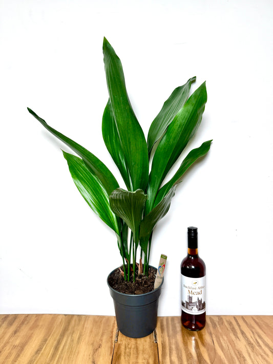 75cm Aspidistra Elatior (Cast Iron Plant)