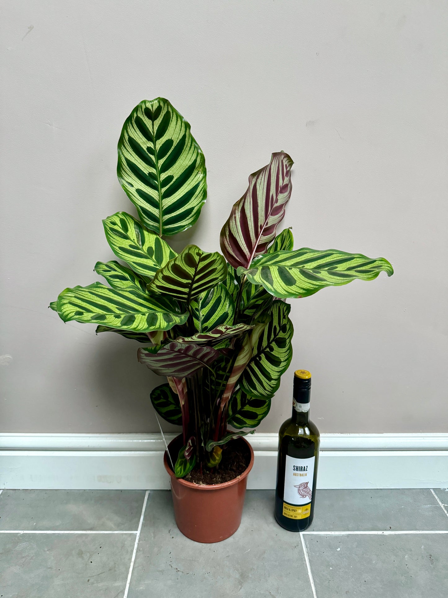 70cm Calathea Makoyana