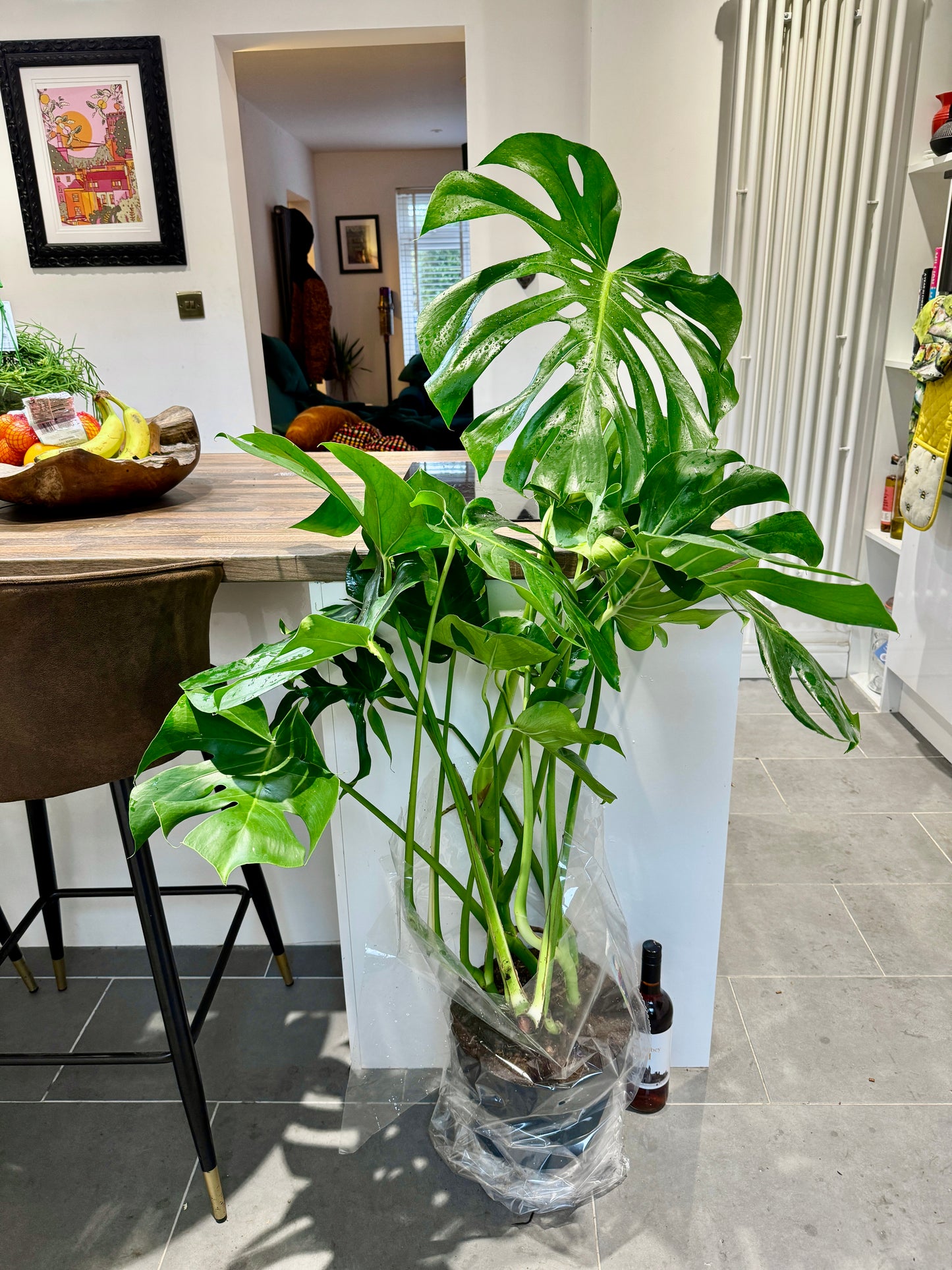 130cm Monstera Deliciosa (Swiss Cheese Plant)