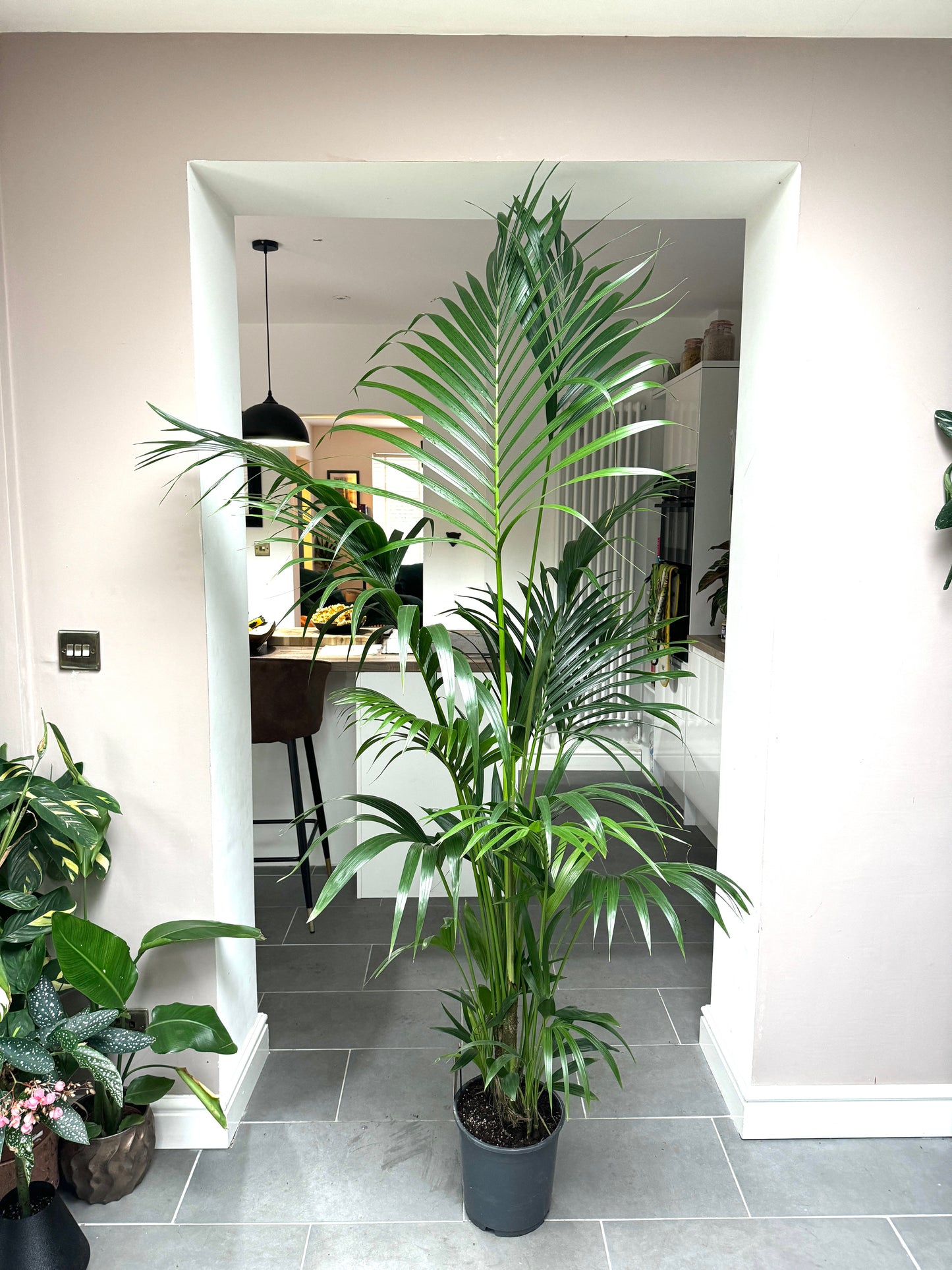 200cm Howea Forsteriana (Kentia Palm)