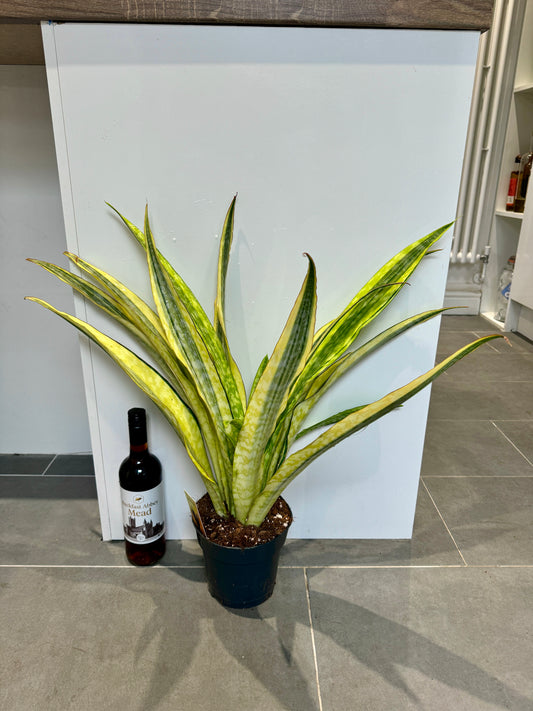 65cm Golden Snake Plant