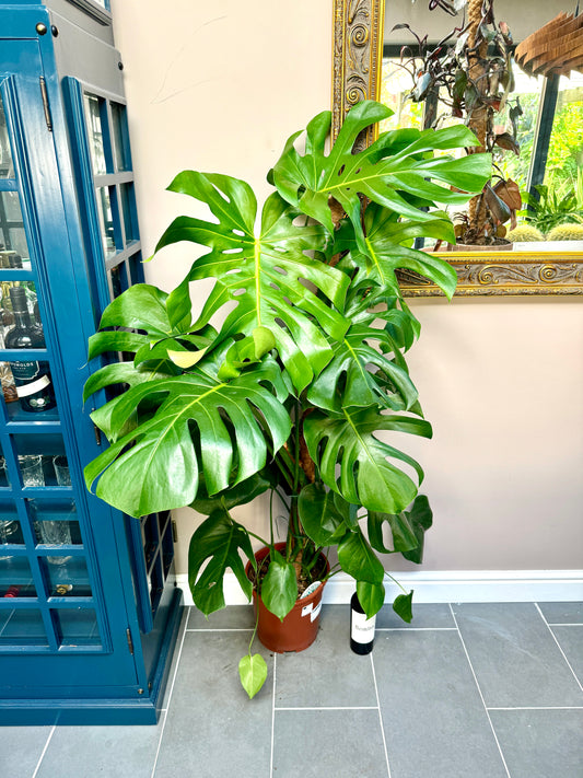 150cm Monstera Deliciosa (Swiss Cheese)