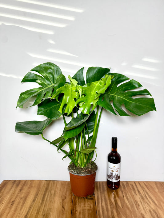 60cm Swiss Cheese Plant (Monstera Deliciosa)