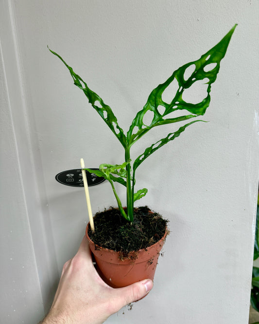 30cm Monstera Obliqua Peru