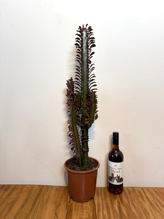 75cm Euphorbia Trigona Rubra Cactus