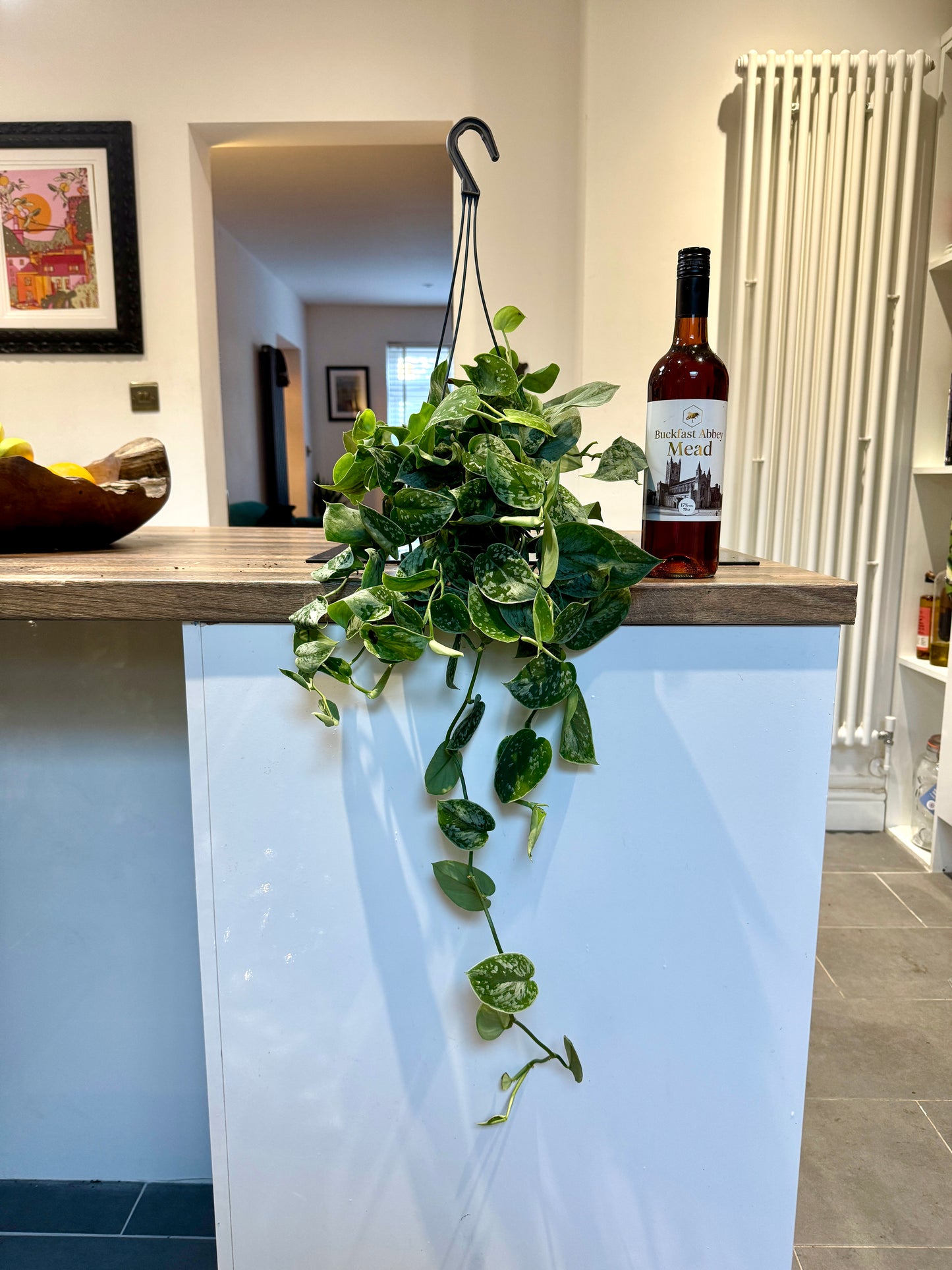 60cm Satin Pothos (Scindapsus Argyraeus)