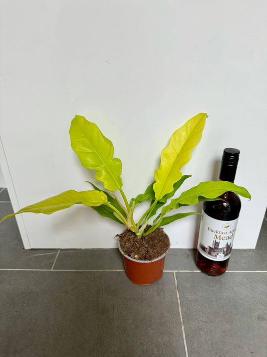 40cm Philodendron Golden Saw