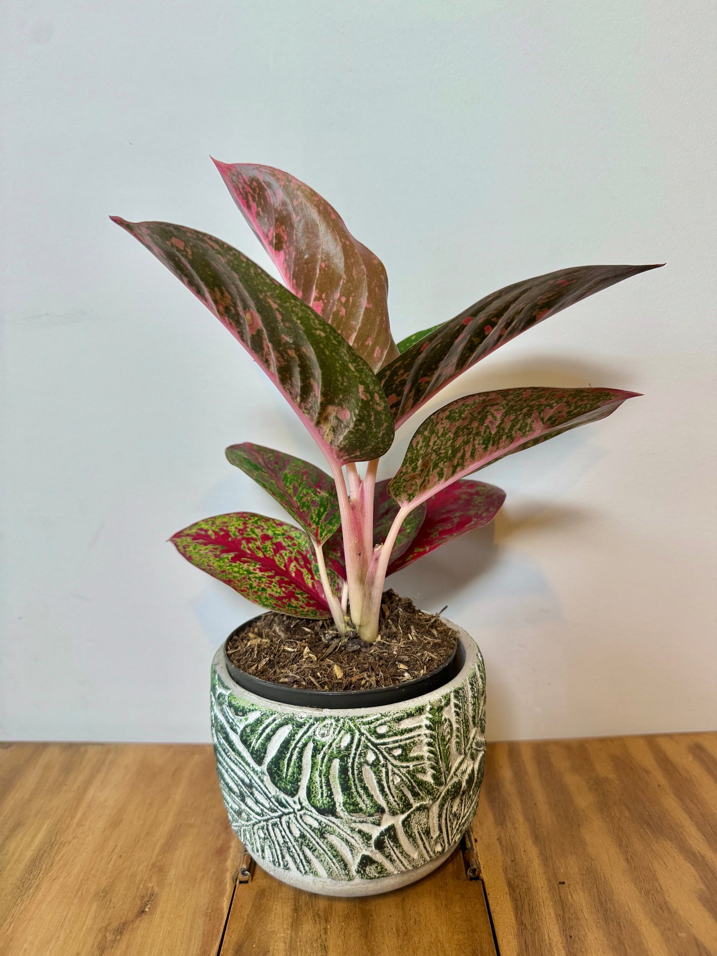 25cm Aglaonema Pink Sprinkles