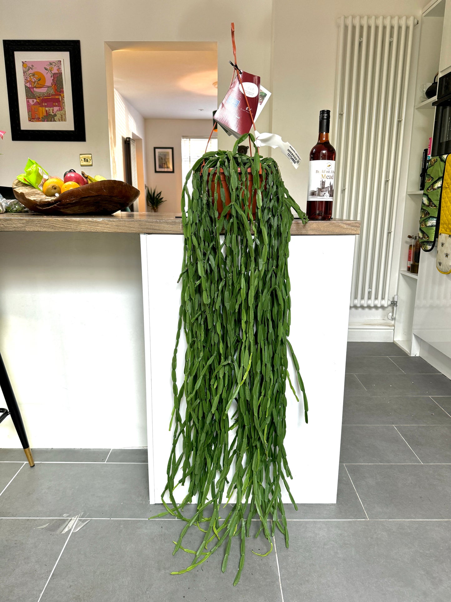 150cm Rhipsalis Paradoxa Hanging