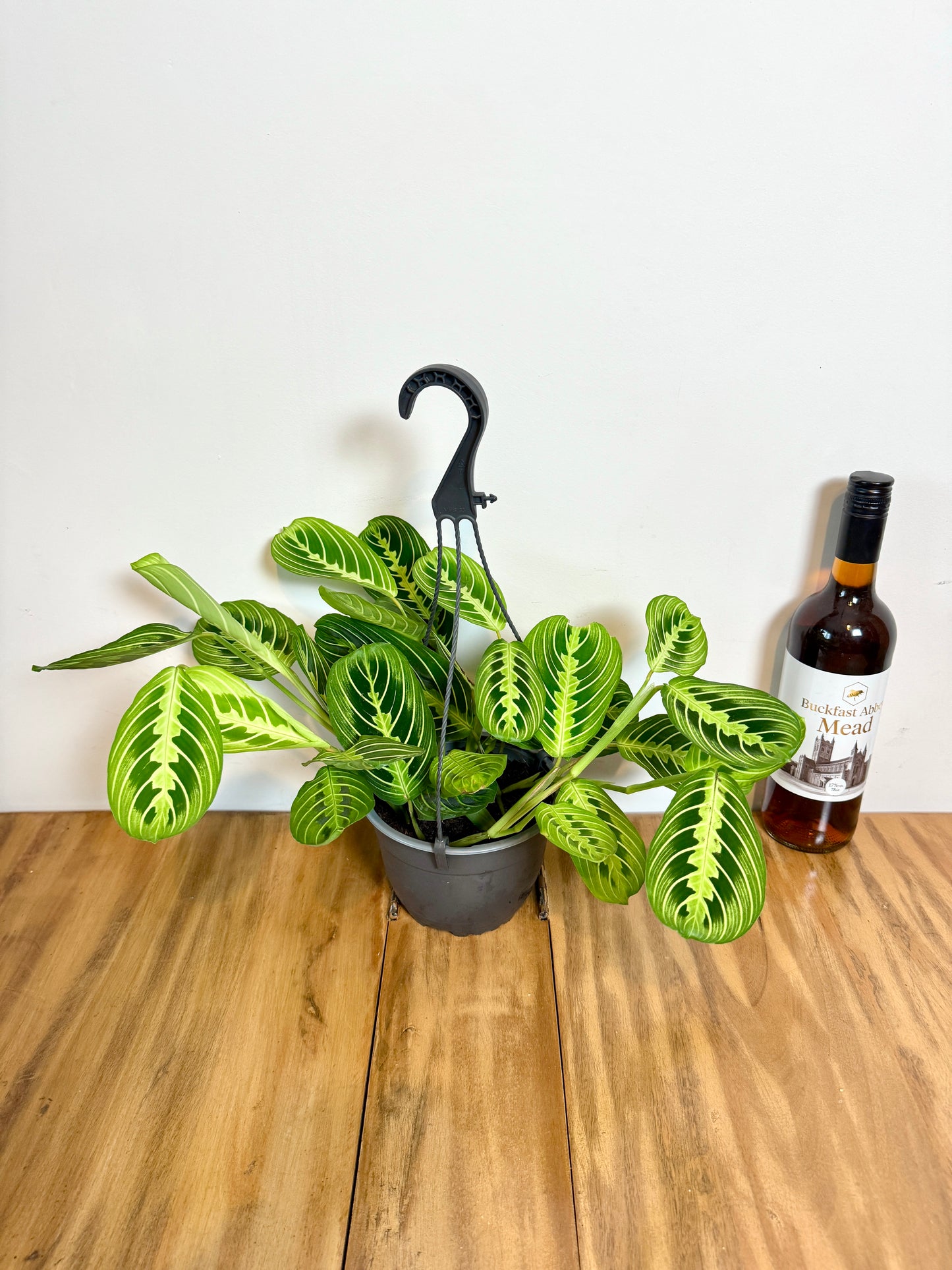 50cm Hanging Maranta Lemon Lime (Prayer Plant)