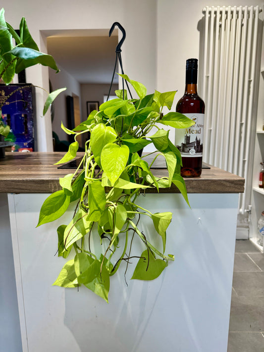 50cm Golden Pothos Devils Ivy