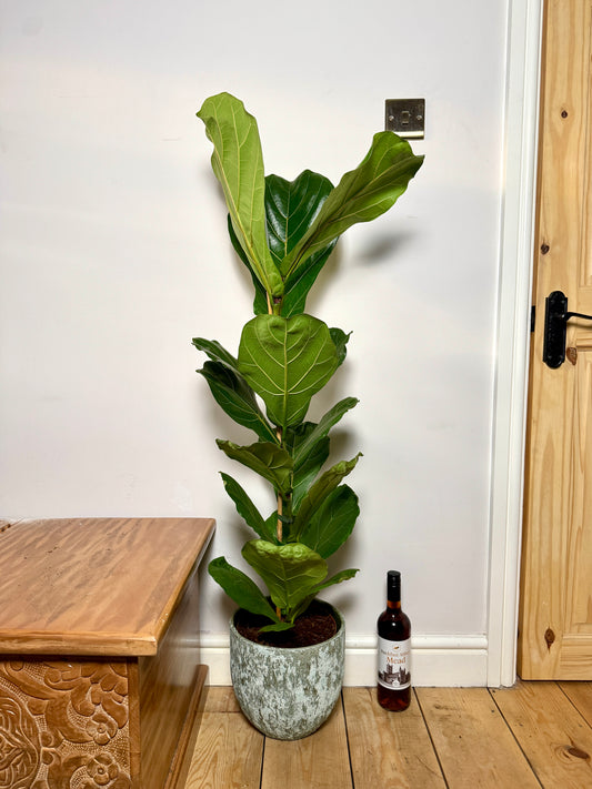 120cm Ficus Lyrata (Fiddle Leaf Fig)