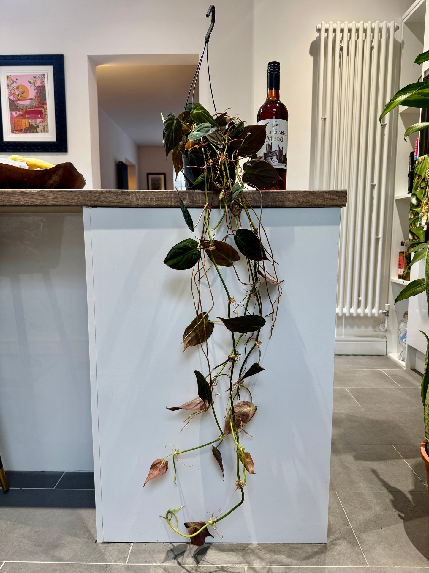 90cm Philodendron Micans