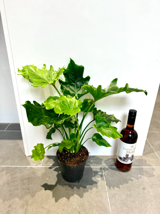 50cm Philodendron Cum Laude