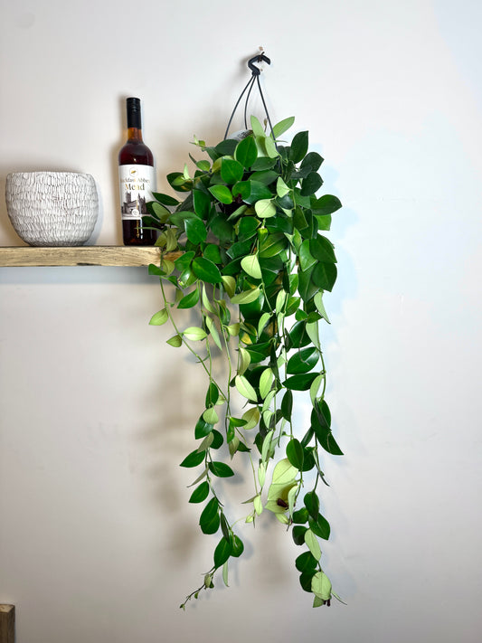 60cm Hanging Aeschynanthus Mona Lisa