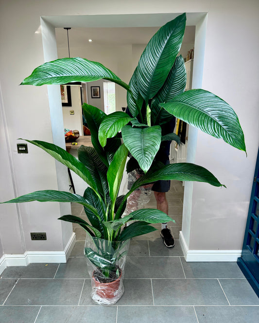 Giant 170cm Spathiphyum Sensation (Peace Lily)