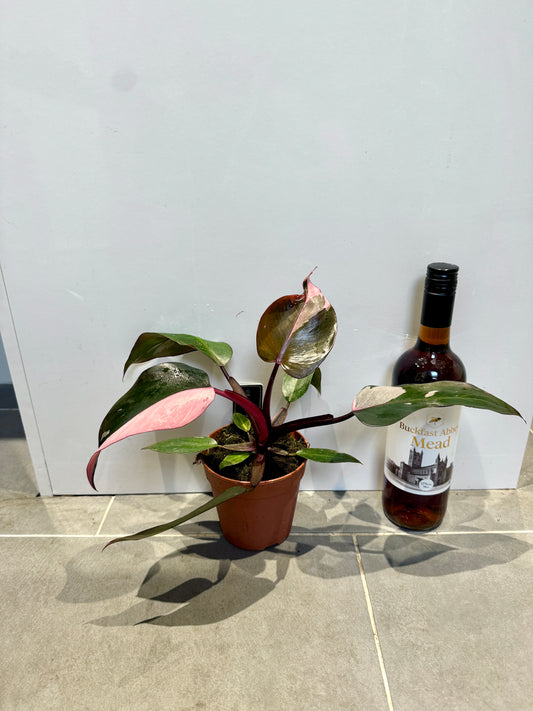 30cm Philodendron Pink Princess