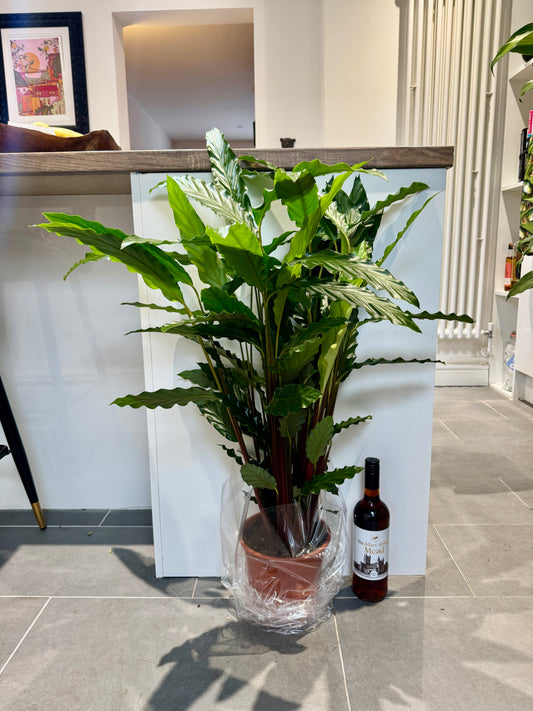 95cm Calathea Rufibarba