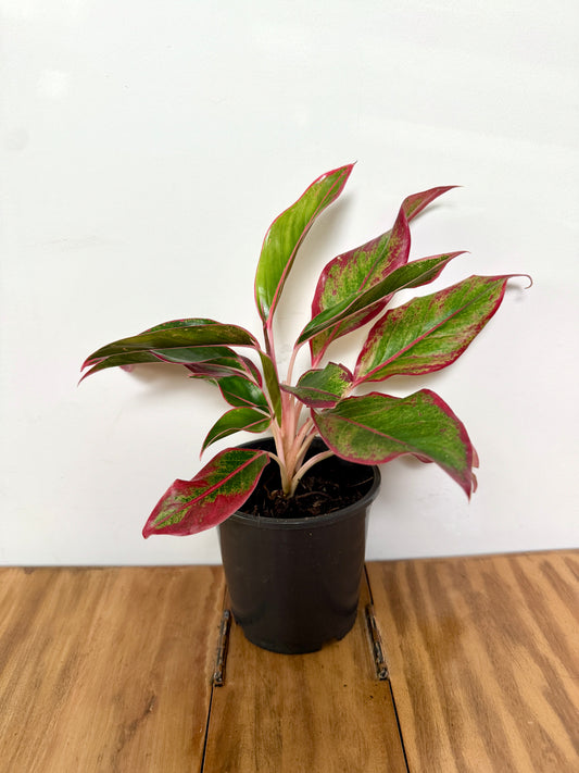 40cm Aglaonema Siam Red