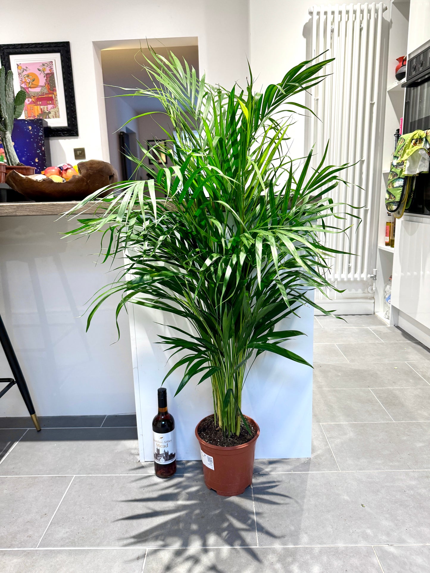 130cm Dypsis Lutescens (Areca palm)