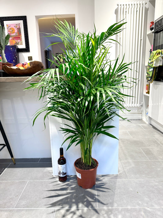 130cm Dypsis Lutescens (Areca palm)