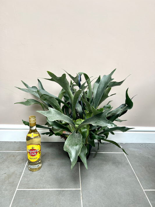 50cm Staghorn Fern