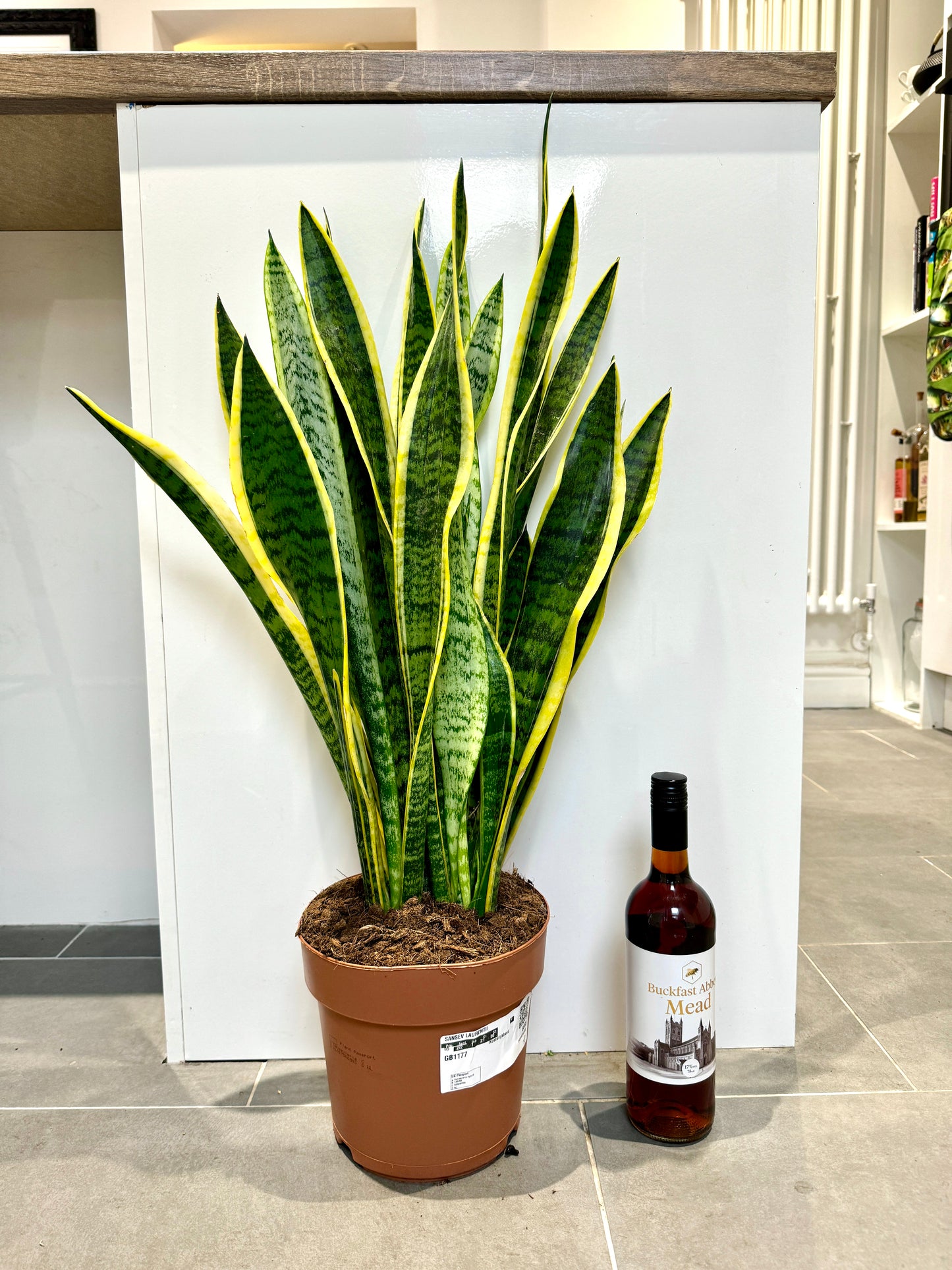 80cm Sansevieria (Snake / Mother in Law’s Tongue Plant)