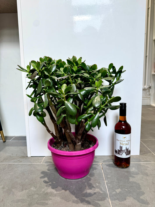 55cm Crassula Sunet (Jade / Money Plant)