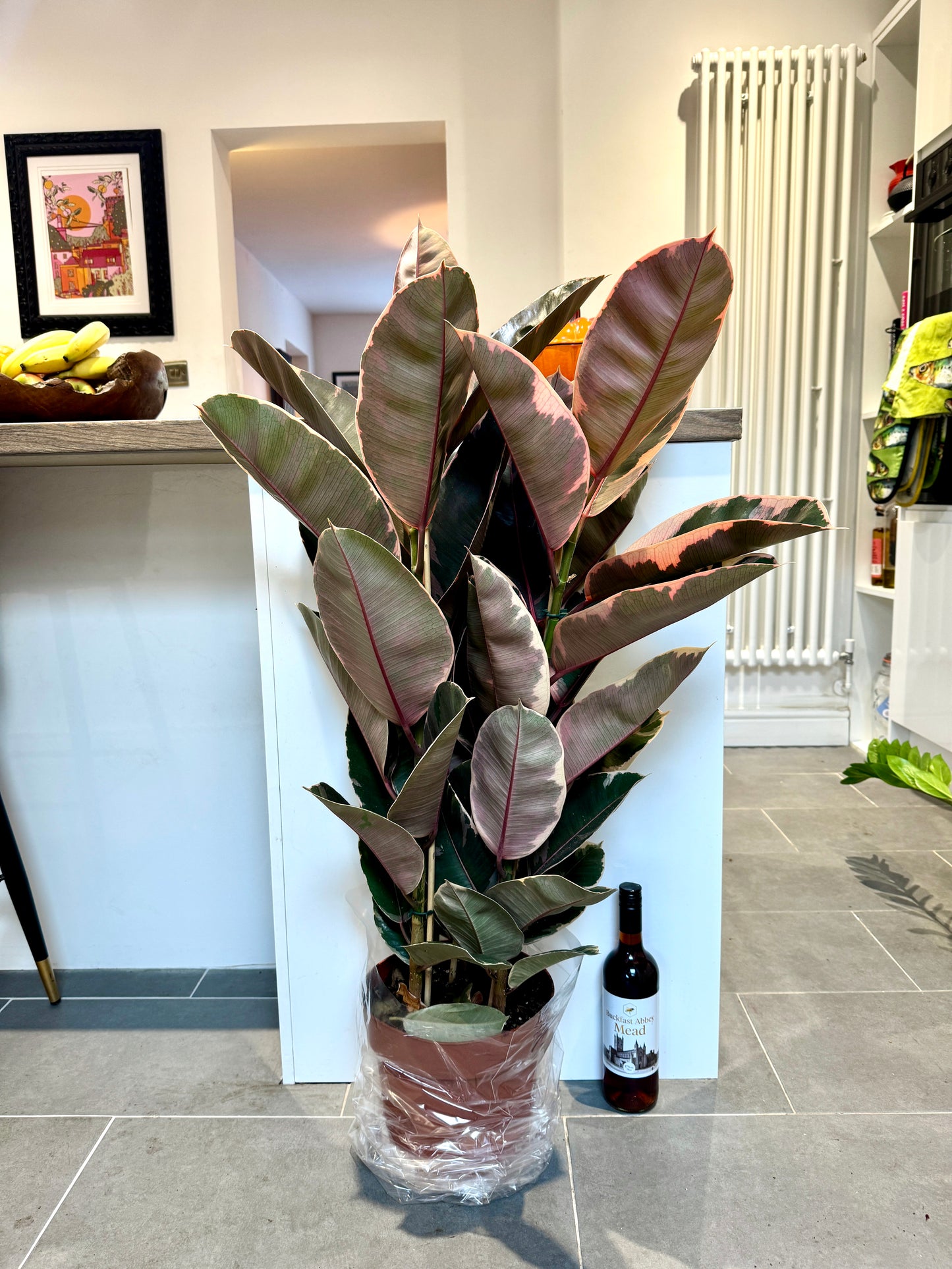 110cm Triple Ficus Elastica Belize