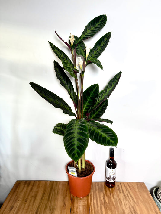 110cm Flowering Calathea Warscewiczii