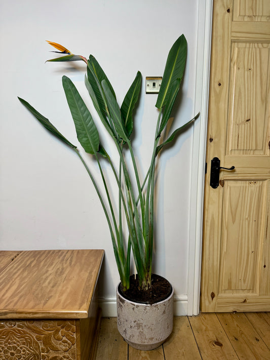 140cm Strelitzia Reginae (Orange Flowering Bird of Paradise)